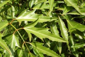 Người bệnh tiểu đường có uống được lá đinh lăng không?