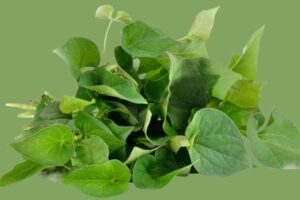 10 công dụng của rau diếp cá - “vị thuốc” thần dược cho sức khỏe