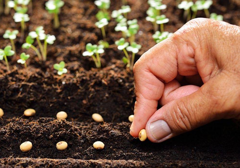Bước 2: Ngâm hạt và gieo hạt
