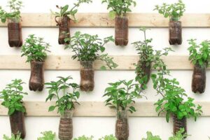 Hướng dẫn 7 cách làm chai nhựa trồng rau đơn giản từ A đến Z