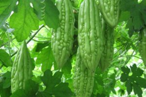 Top 10 công dụng của khổ qua - món ăn ngon, vị thuốc tốt cho sức khỏe