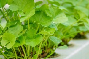 10 công dụng của rau má đối với sức khoẻ và cách dùng