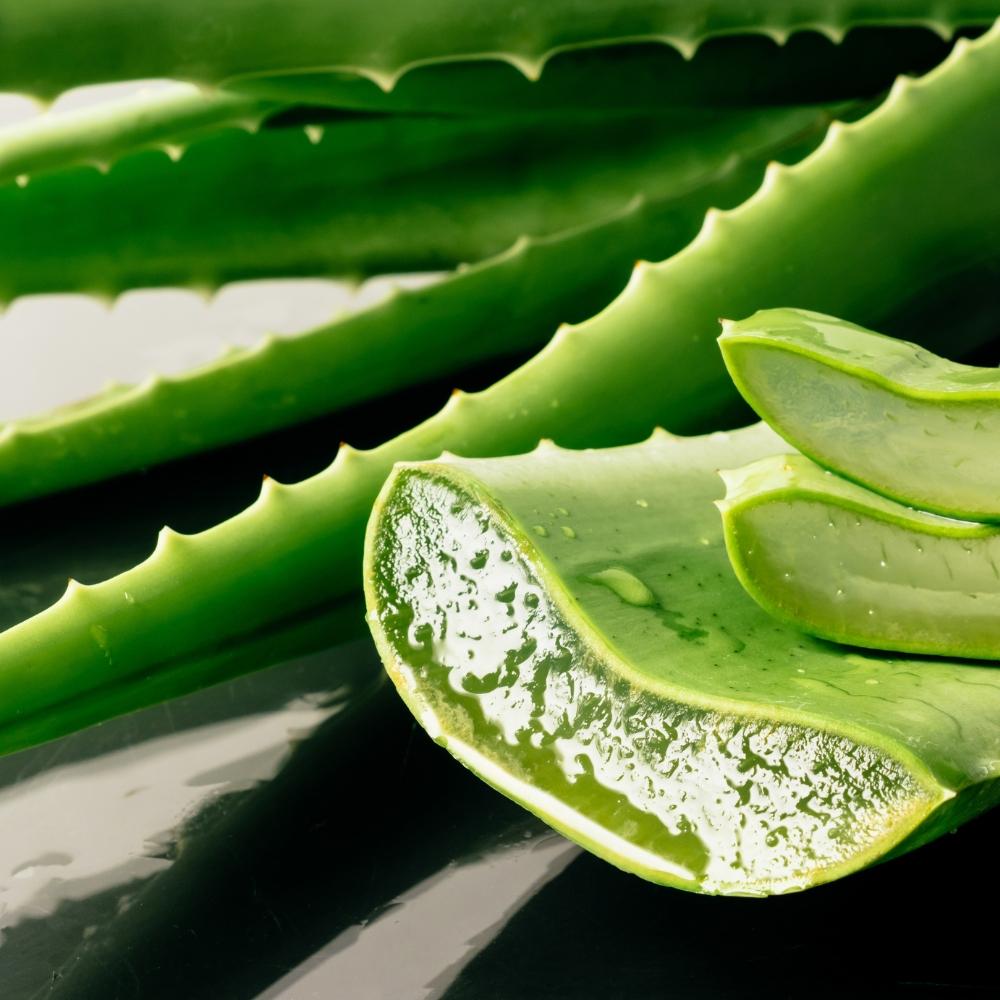 Top 15 công dụng của nha đam đối với sức khỏe và làm đẹp