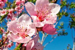 Hoa đào ngày Tết mang lời chúc may mắn từ đất trời