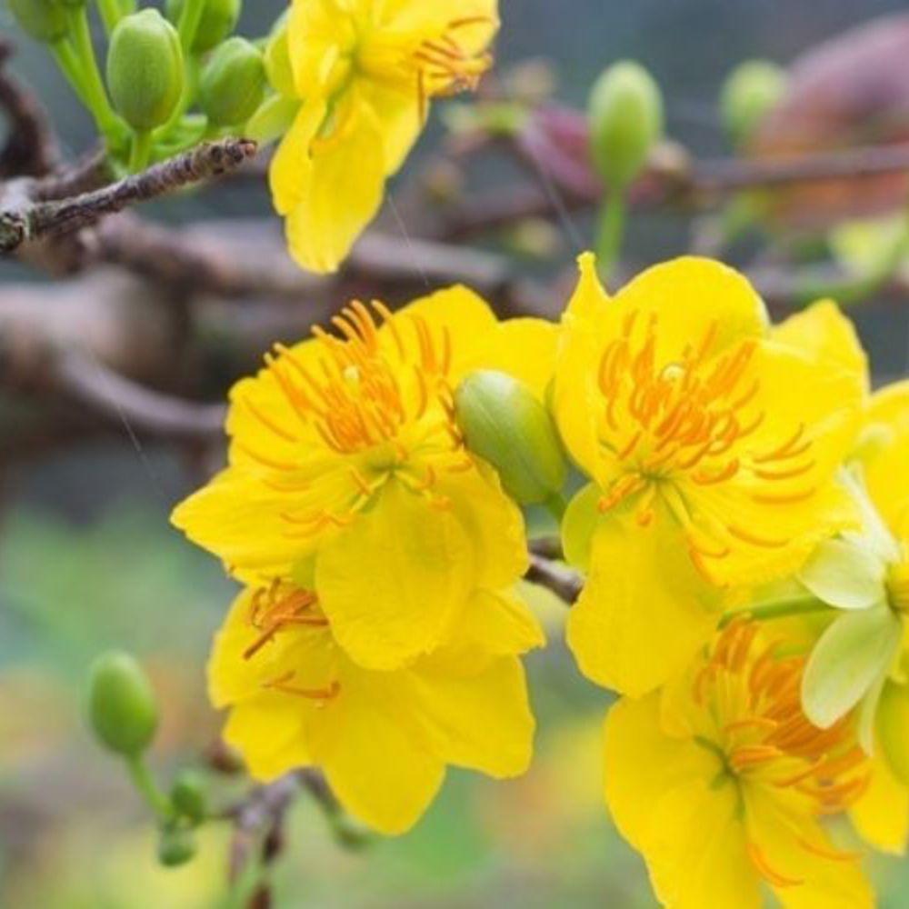 Ý nghĩa của hoa mai ngày Tết miền Nam bạn nên biết