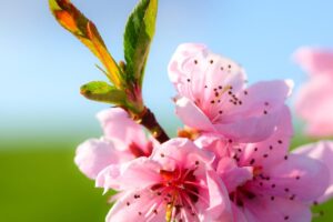 Cách chăm sóc đào sau tết