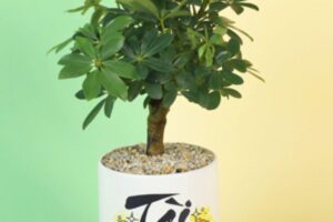 Gợi ý các loại cây cảnh tài lộc ngày Tết được ưa chuộng nhất