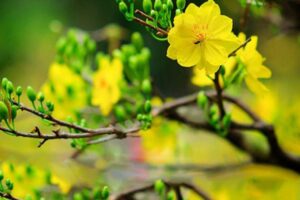Thời điểm lặt lá mai lý tưởng cho cây hoa nở rộ ngày Tết
