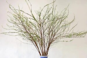 Tìm hiểu ý nghĩa phong thủy của hoa tuyết mai trong ngày Tết