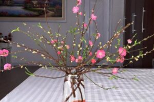Hướng dẫn cách giữ cành đào tươi lâu ngày Tết