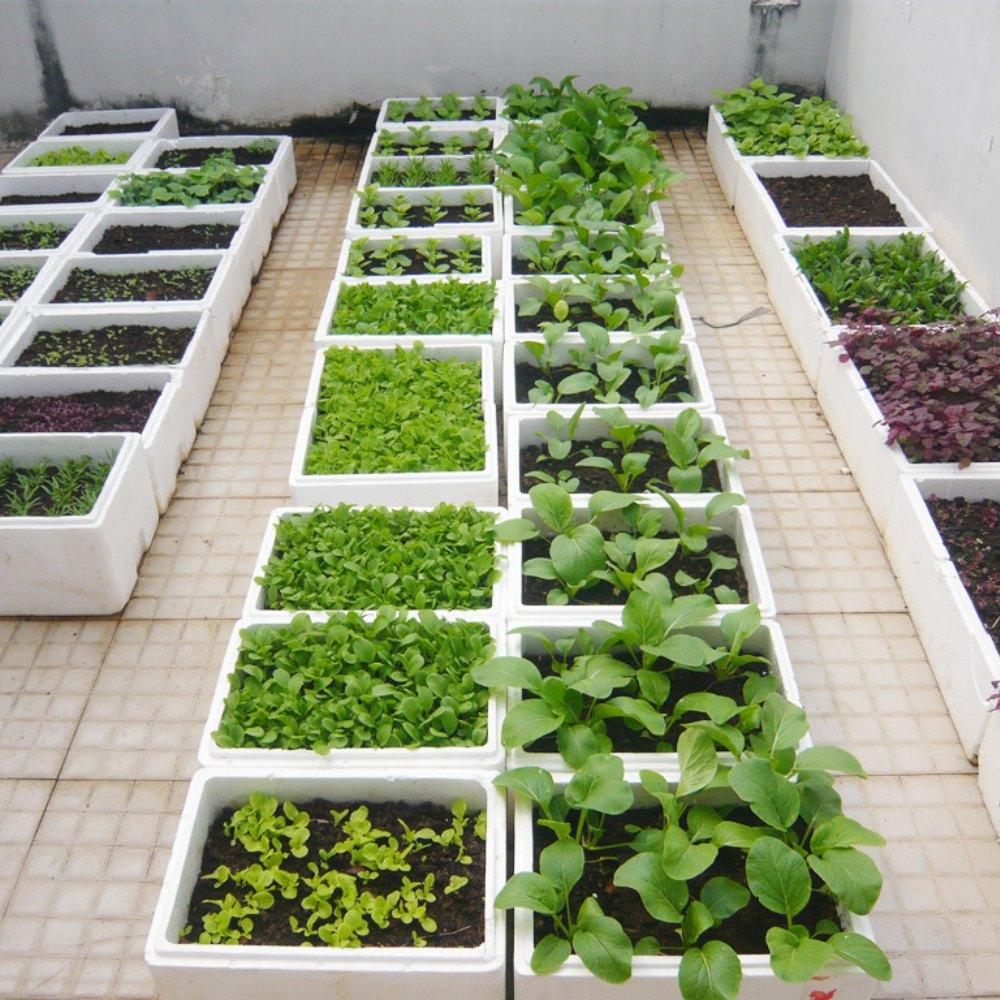 Lợi ích của việc tự trồng rau tại nhà sạch, bổ, rẻ