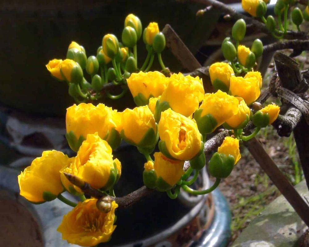 Cách xử lý hoa mai nở trước Tết